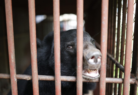 Bile bear looking out of cage