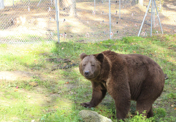 Bear Bakhmut at BEAR SANCTUARY Domazhyr