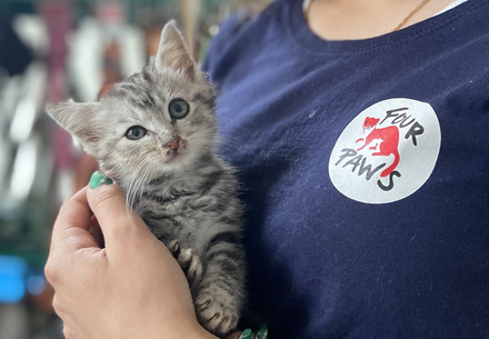 Kitten held by woman