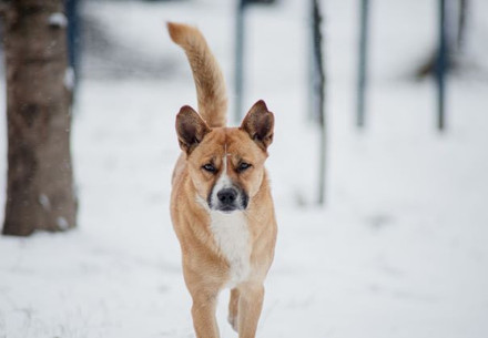 A stray dog in the snow