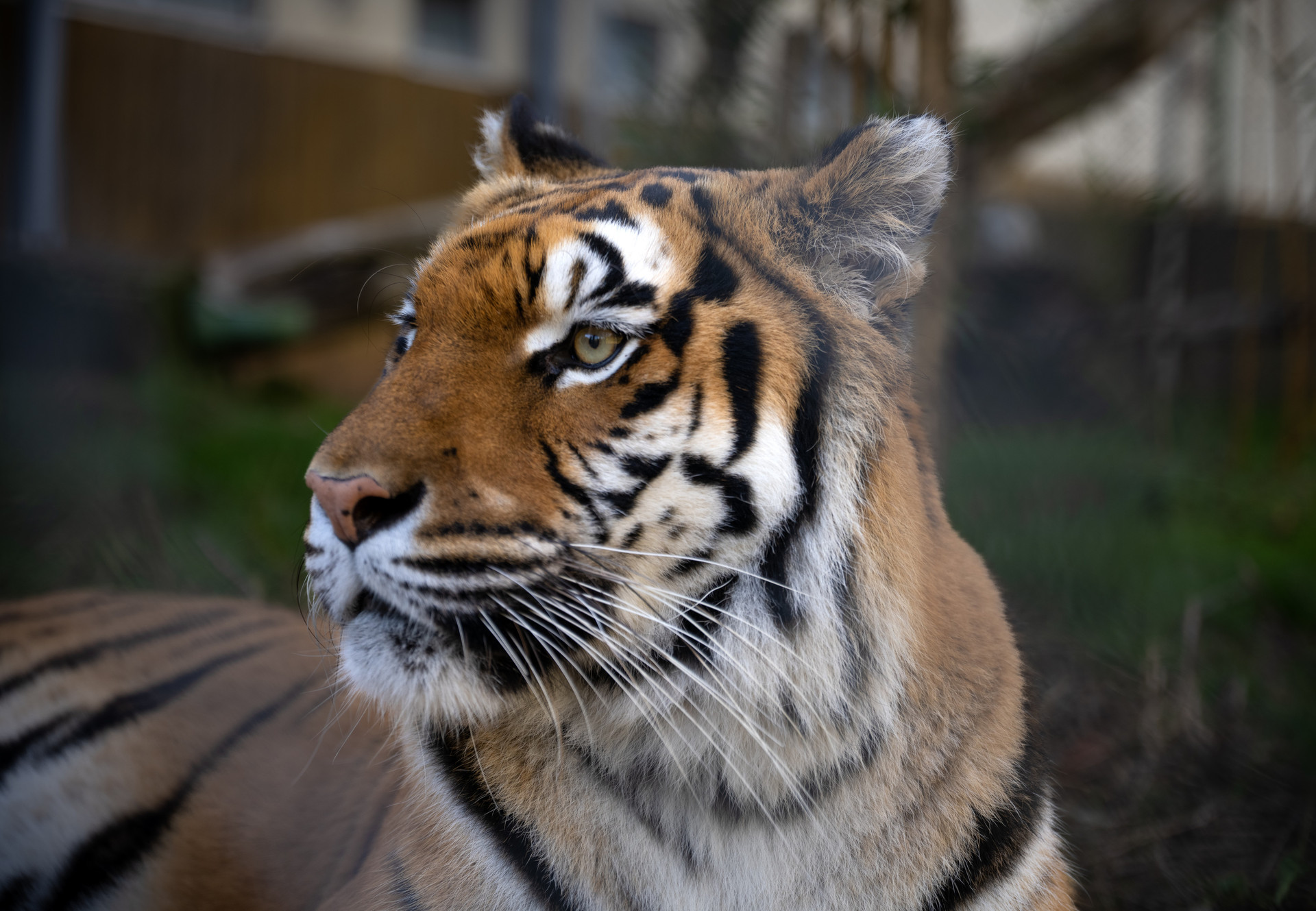TIERART Wild Animal Sanctuary Tigress Cara at TIERART Wild Animal Sanctuary