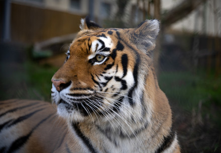 Tigress Cara at TIERART Wild Animal Sanctuary