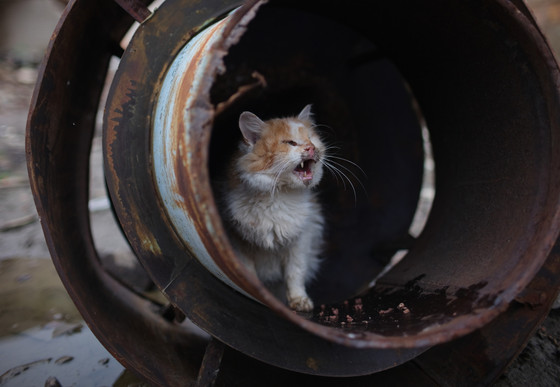 Cat Mozart in Ukraine