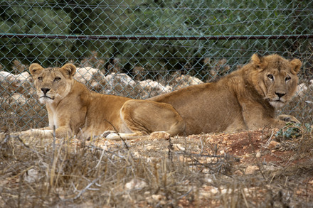 Rescue lions Kandaka and Mansour Lions Kandaka and Mansour