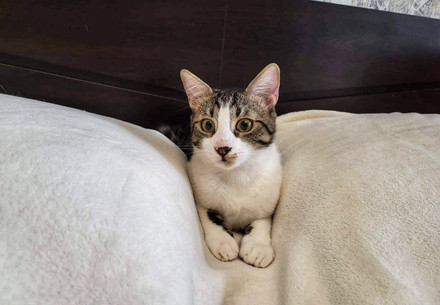 Rescue Cat Chapi and His Siblings Cat Chapi