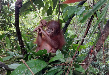 Rescue Orangutan Juno Marlina Juno Marlina in the forest
