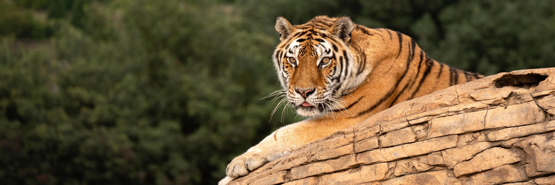 Tiger Lina at LIONSROCK Big Cat Sanctuary