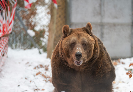 Bear Mark at BEAR SANCTUARY Arbesbach