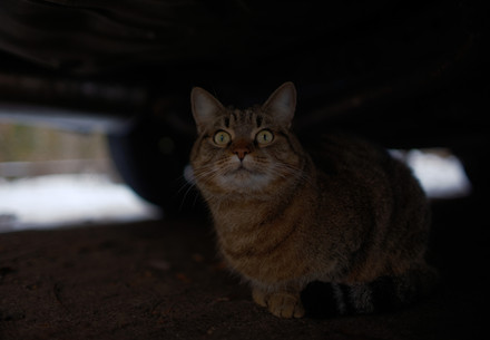 Cat Kisa is sitting under a car