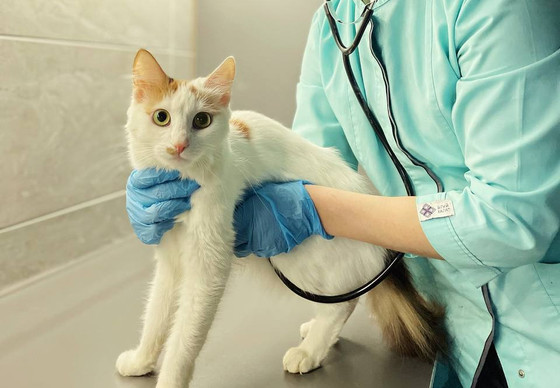 Vet in Ukraine for USAVA