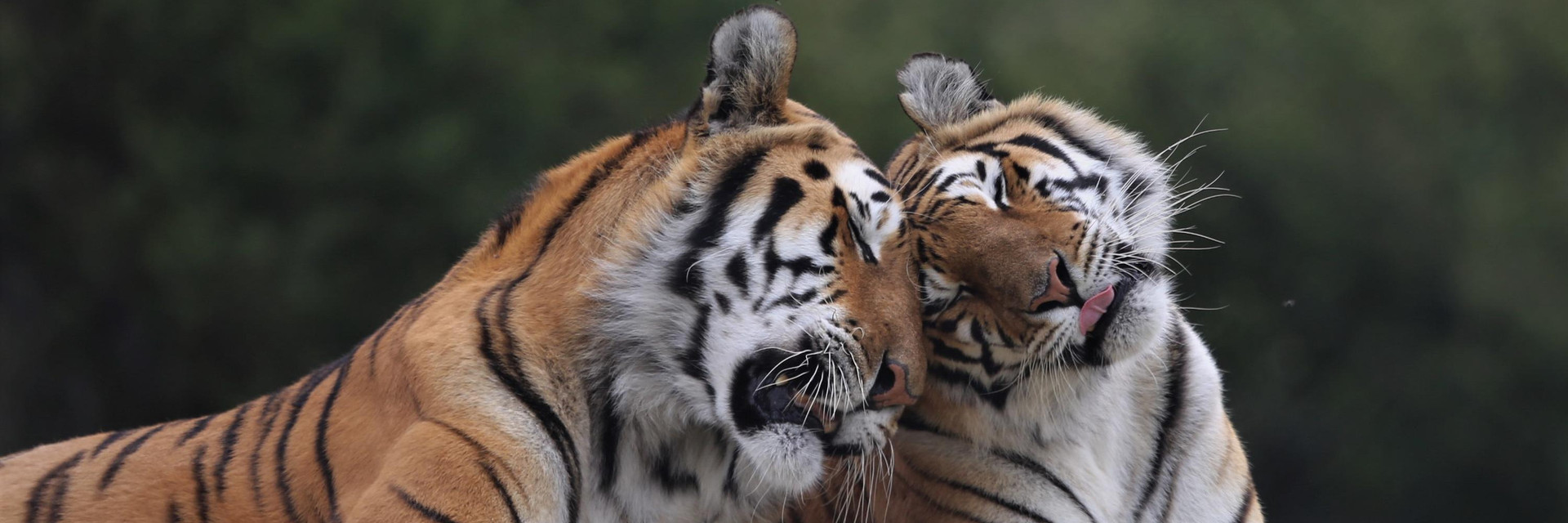 Tigers Jasper and Jade Tigers Jasper and Jade