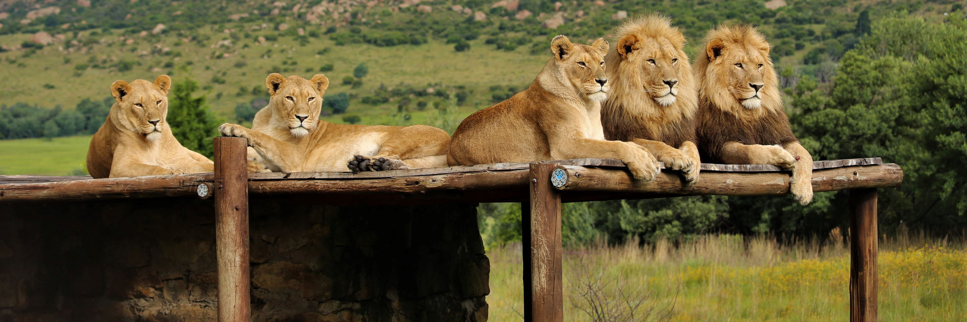 LIONSROCK Big Cat Sanctuary