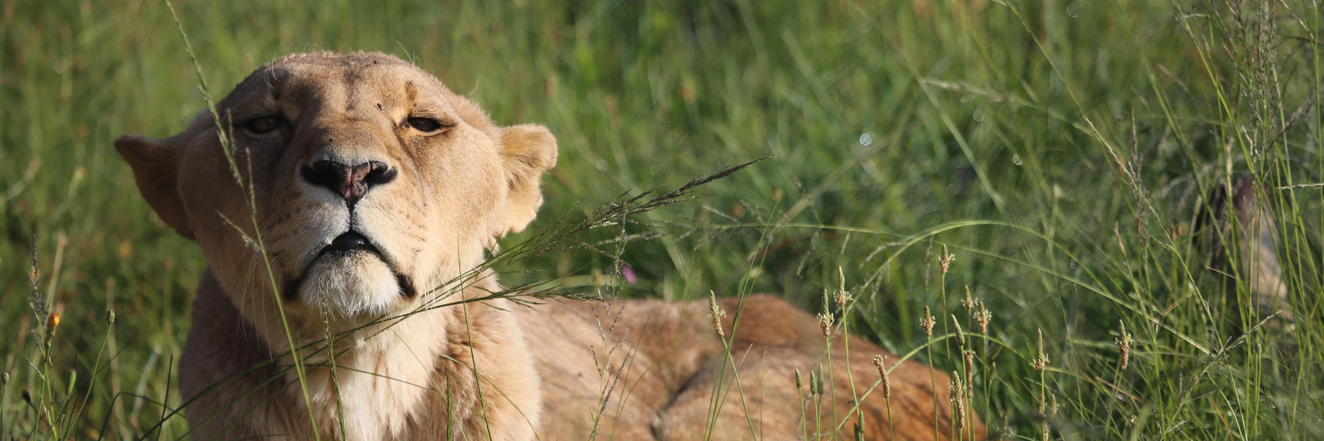 Lioness Nora lying in the grass