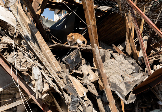 Cat in rubble after earthquake disaster in Türkiye