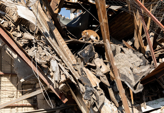 Cat in rubble after a disaster 