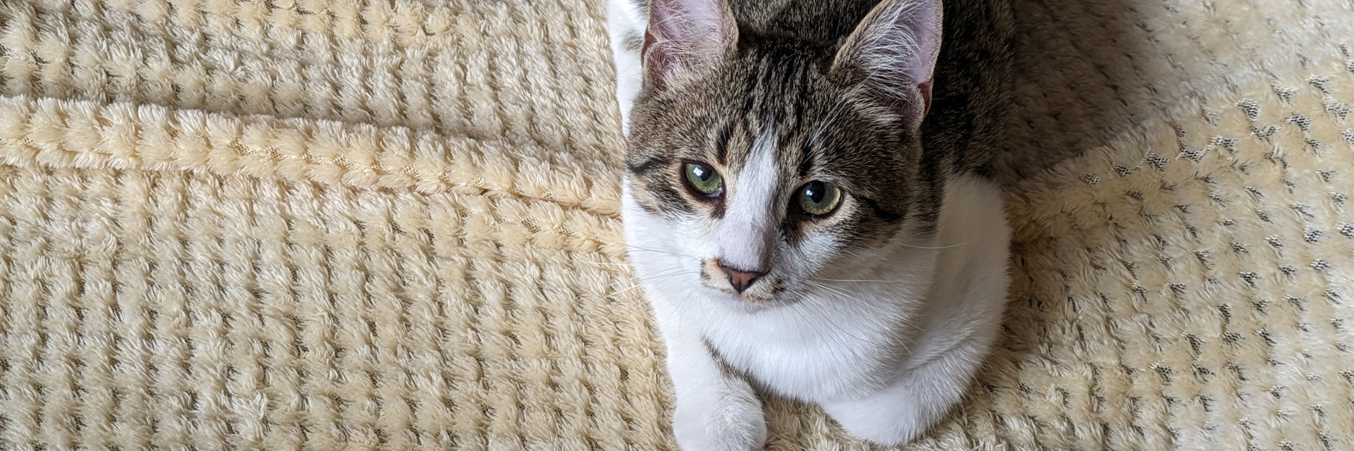 Cat at Home Cat laying on sofa