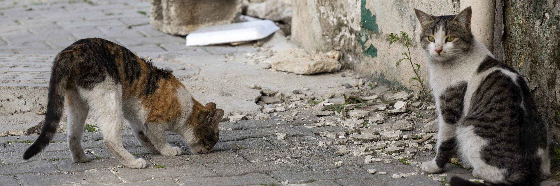 Cats outside a destroyed house