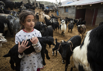 Child holding baby goat at small farm in Türkiye