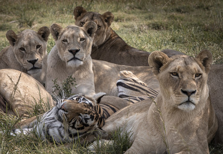 Group of lions and tigers