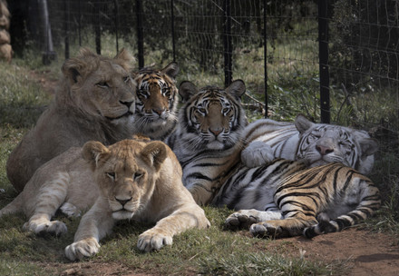 Lions and tigers at a farm in South Africa