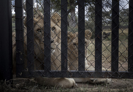 Male and female lion behind bars