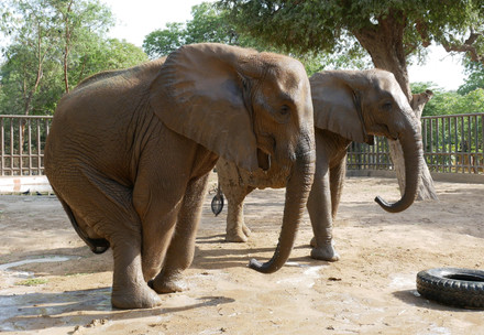 Elephant Noor Jehan at Karachi Zoo in Pakistan