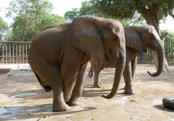 Elephant Noor Jehan at Karachi Zoo in Pakistan