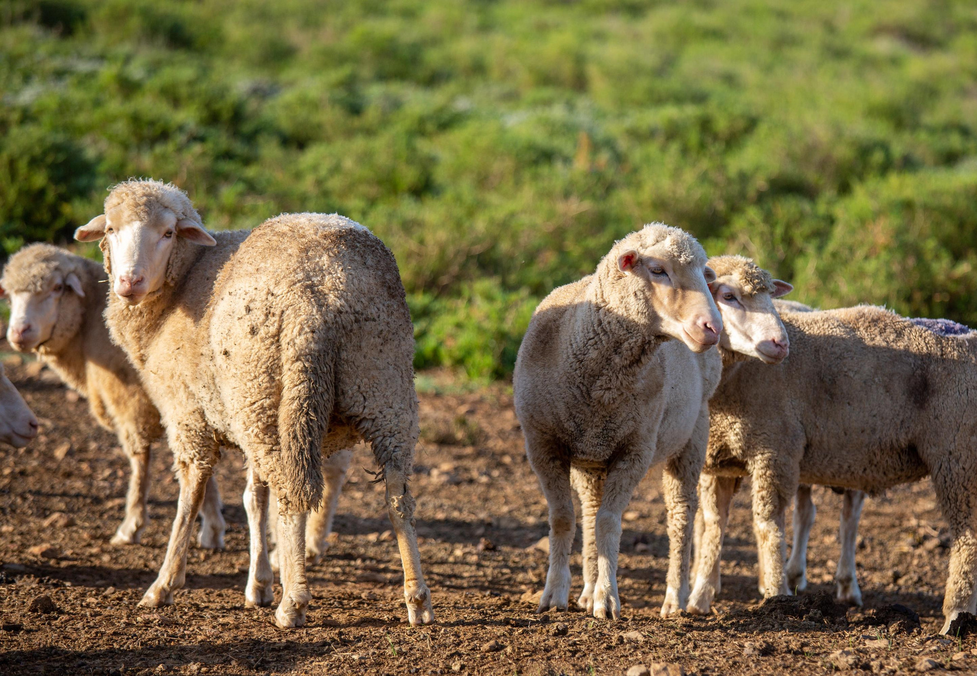 A flock of sheep in South Africa