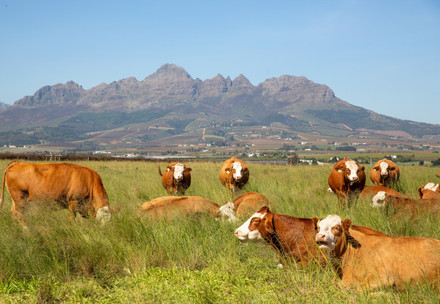 Herd of cows in South Africa