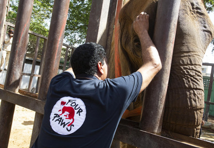 Dr Amil Khalil with elephant Noor Jehan at Karachi Zoo
