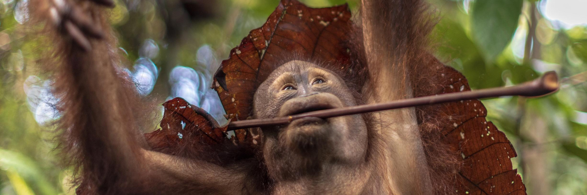 ORANGUTAN FOREST SCHOOL