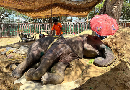 Elephant Noor Jehan at Karachi Zoo in Pakistan