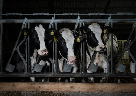 Dairy cows in factory farm