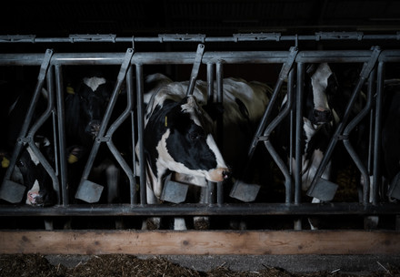 Cattle on a dairy farm