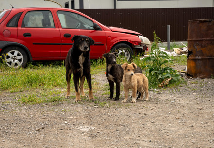 A group of stray dogs infront of an old car