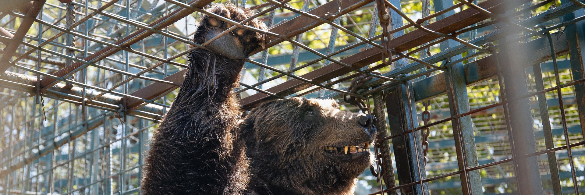 Bear Mitko in Slovenia