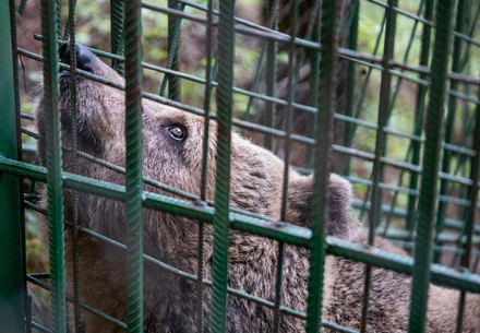 Bear in a cage