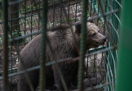 Brown bear in Slovenia