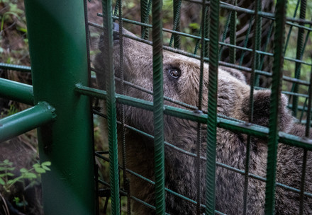 Brown bear behind bars