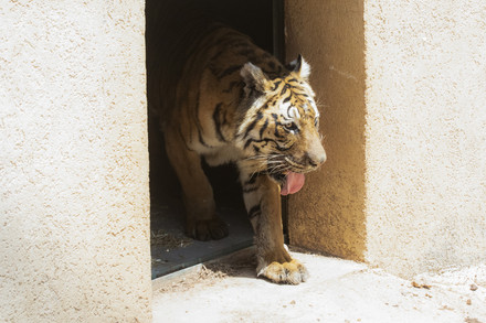 Tiger from Argentina is settling in