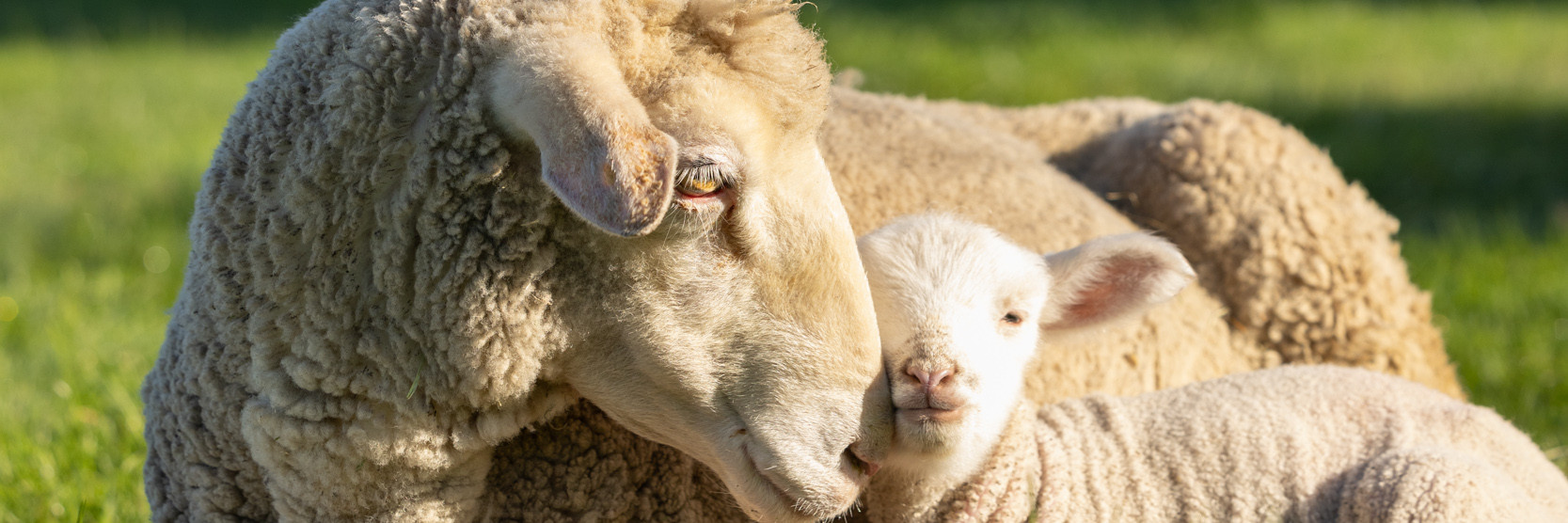 Sheep laying together with her lamb on a field