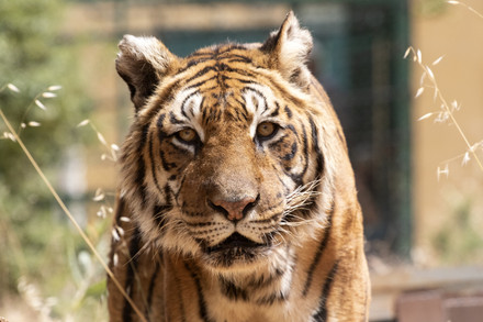 Rescue Tigers Fangio and Charly from an illegal breeding farm in Argentina Tiger Fangio
