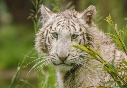 White tigress Charlota at a zoo in Czech Republic