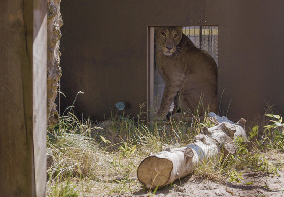 Lioness Vasylyna at FELIDA