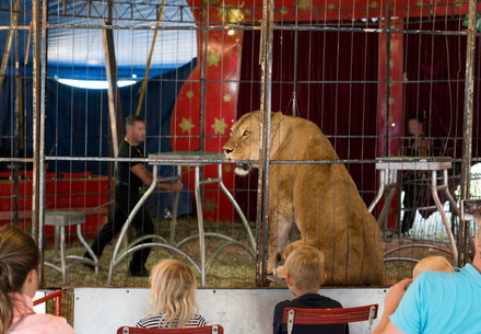 Lioness Manuschka at the circus