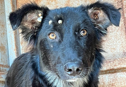 FOUR PAWS rescues animals affected by flooding in Ukraine