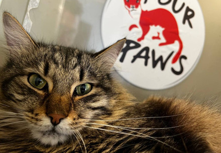 Rescue Cat Bilka | Project Kishka