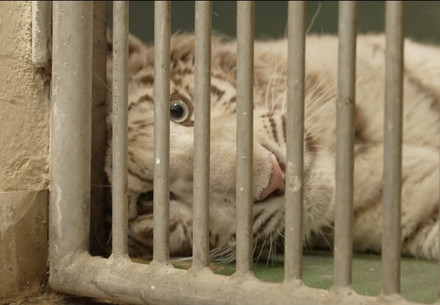 Rescue Tigress Charlota Tiger cub Charlota in the Czech Republic