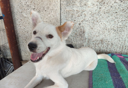 Rescue Dog Kasper Dog Kasper