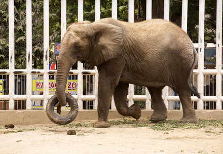 Resuce Elephant Madhubala Elephant Madhubala in Pakistan